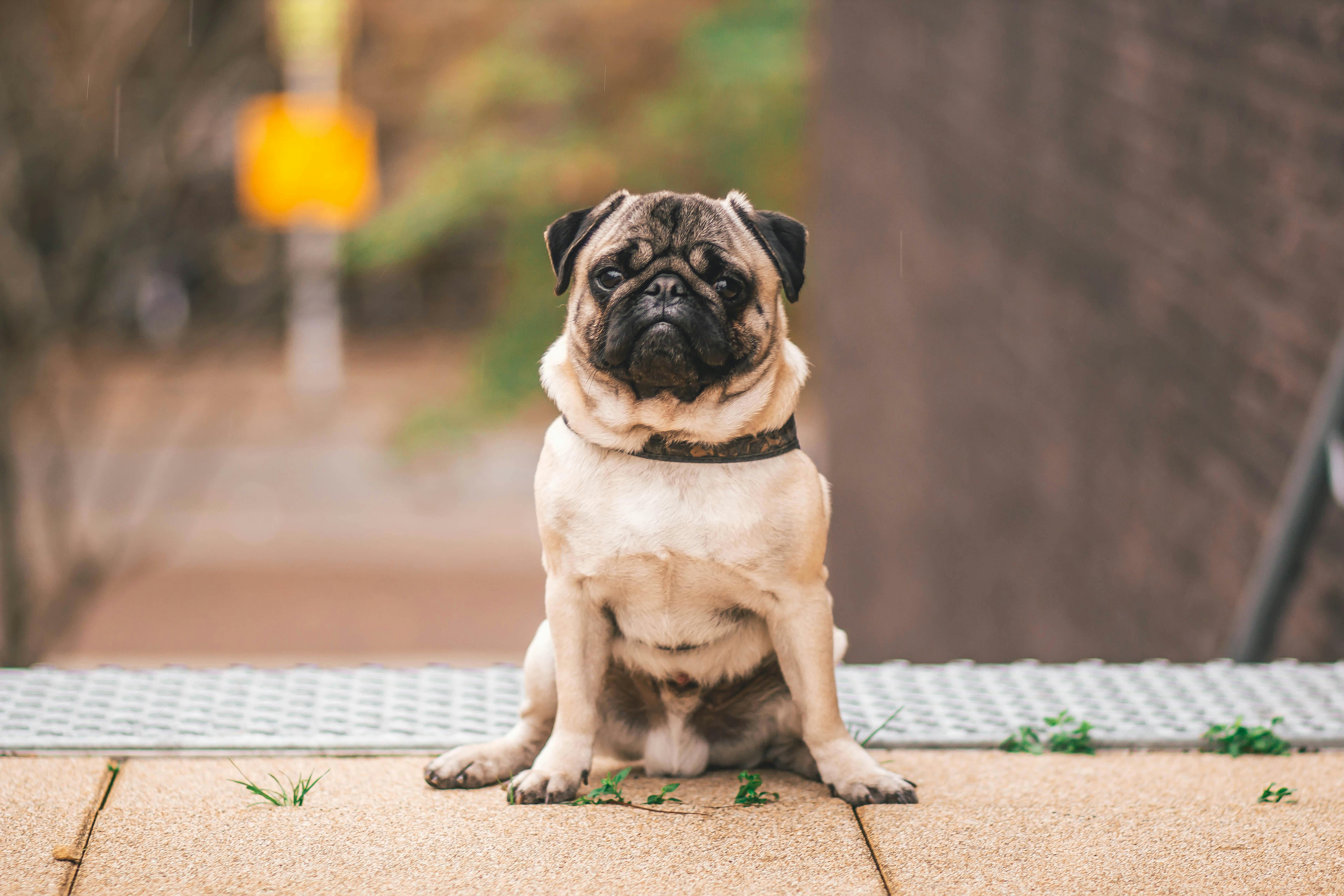Pug Photos Download The BEST Free Pug Stock Photos  HD Images