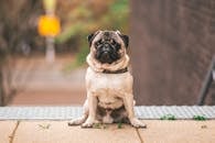 在荷兰韦特的户外，可爱的帕格坐在那里，用它好奇的目光吸引着人们的注意力