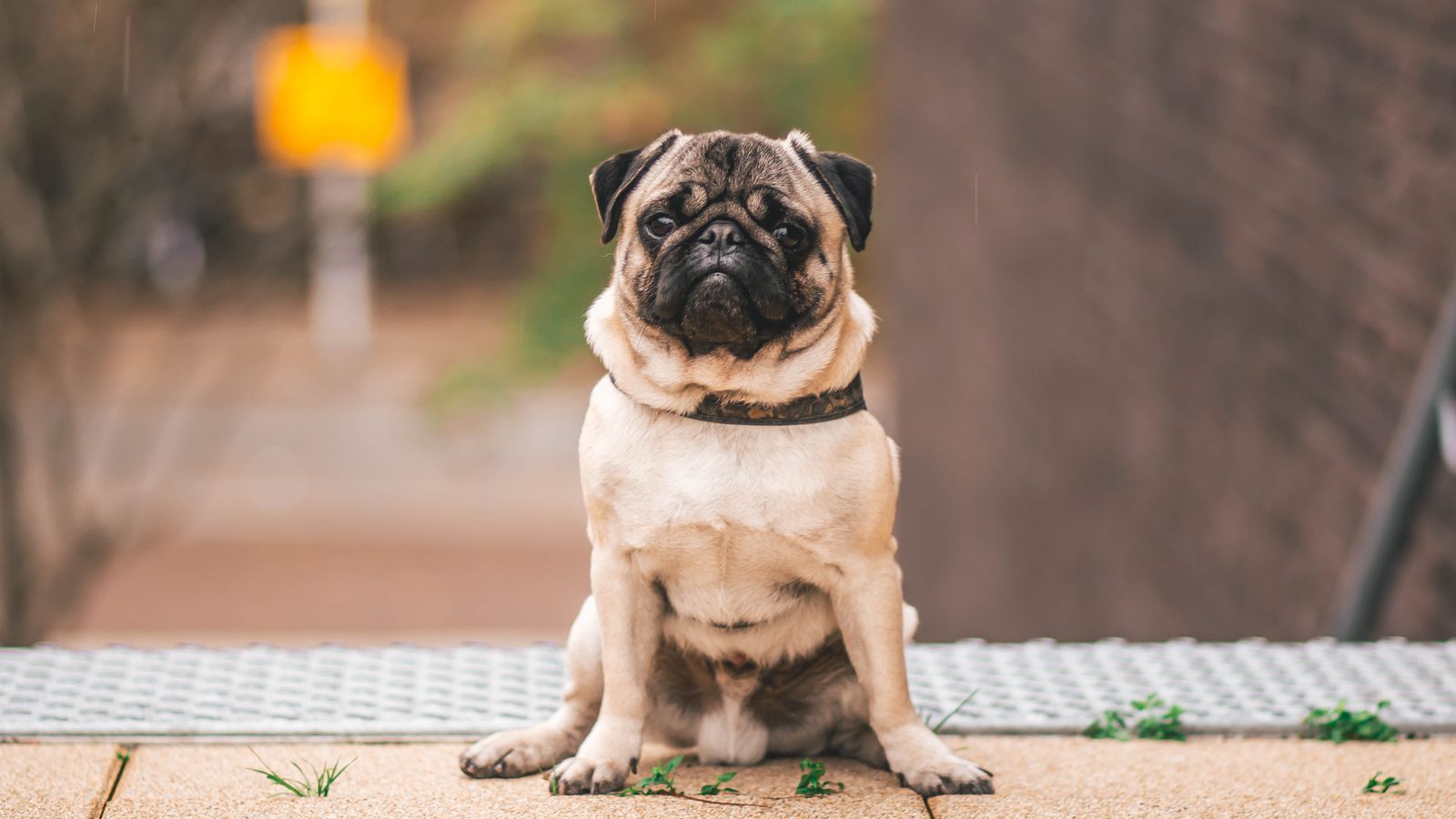 A pug, a brachycephalic breed prone to snoring