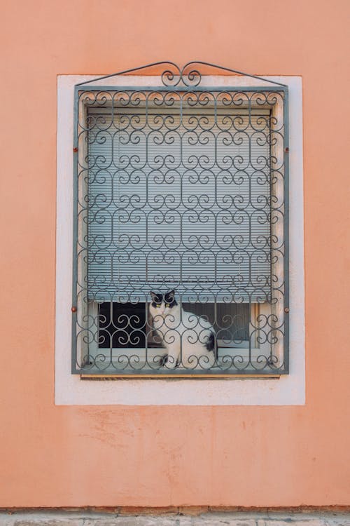 Cat Sitting on Window behind Gates