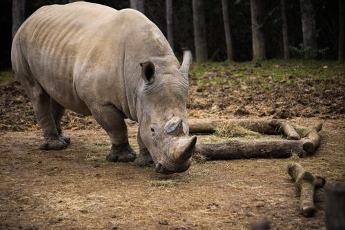 Free A close-up of a rhinoceros peacefully grazing outdoors, showcasing its majestic presence. Stock Photo