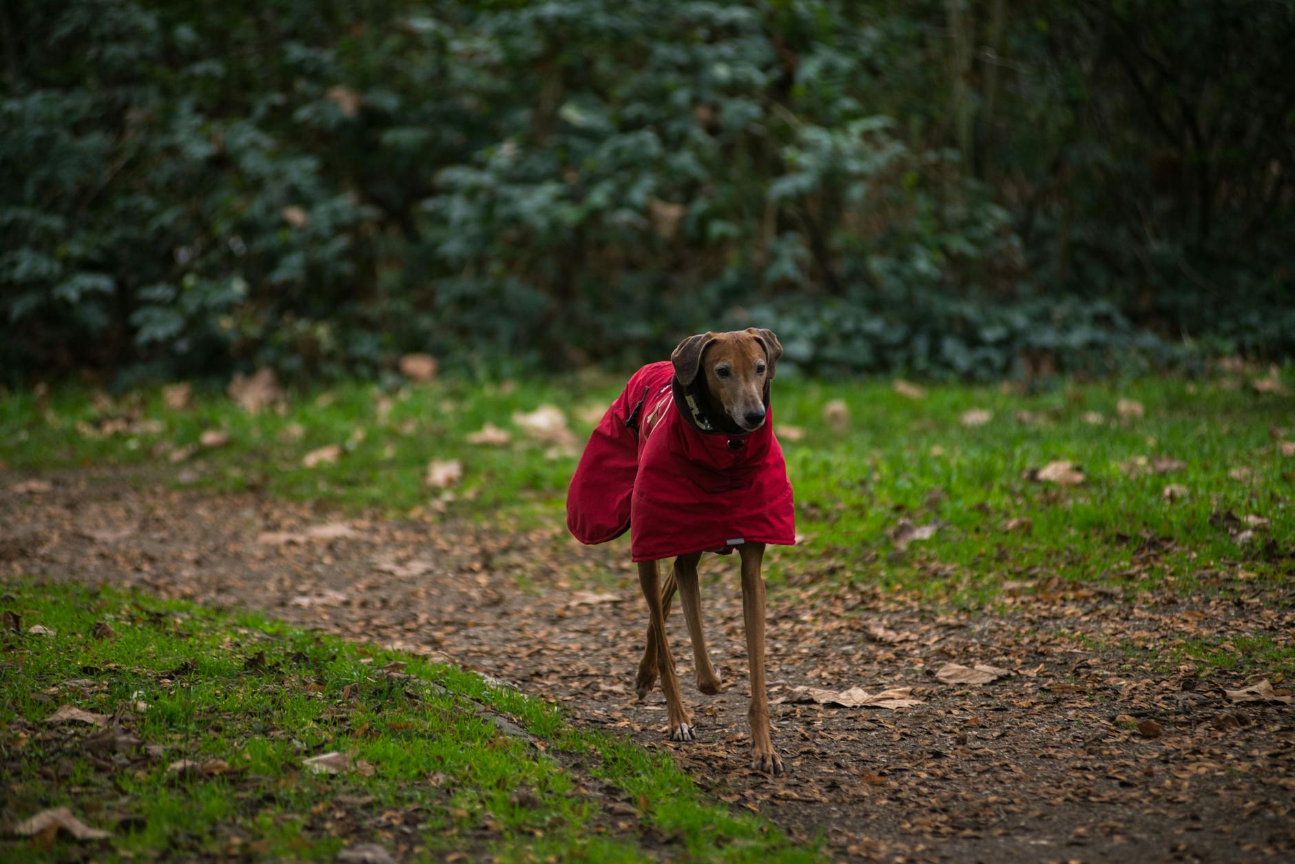 Greyhound dog wearing a red coat walking on a forest path during autumn.