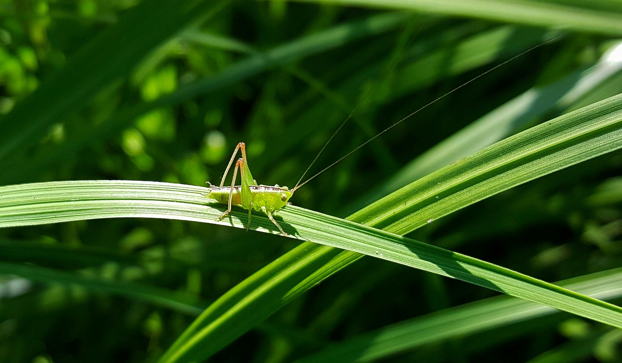Saltamontes verde encaramado en la planta de hoja verde.