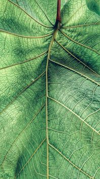 Detailed close-up image of a vibrant green leaf with visible vein patterns.