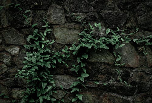 Бесплатное стоковое фото с камень, листья, плющ
