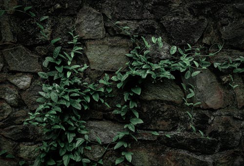 Kostenloses Stock Foto zu blätter, blumen, dunkel