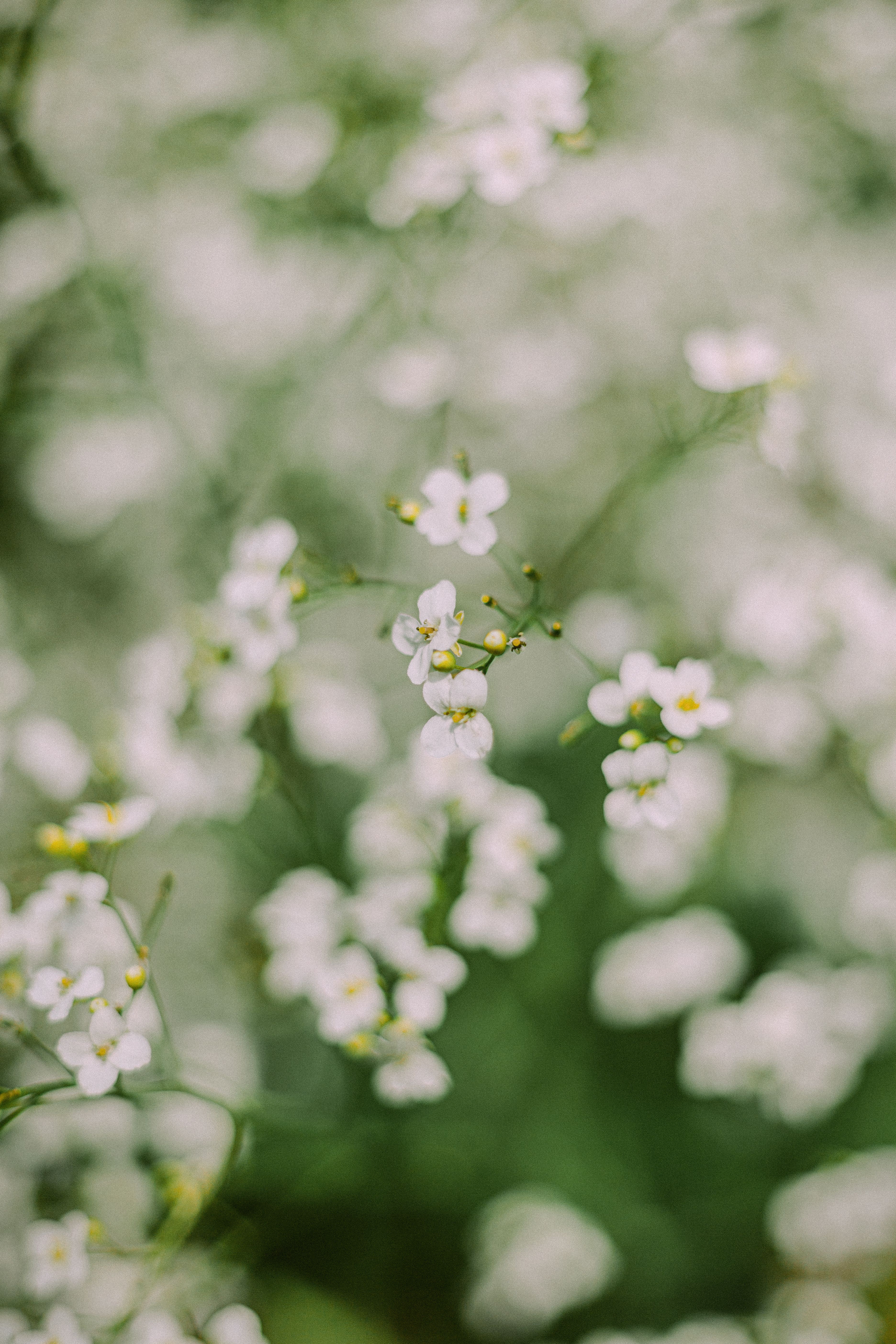 Close-up of delicate white flowers blooming in a lush green garden, showcasing the beauty of nature.