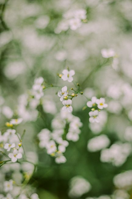Close-up of delicate white flowers blooming in a lush green garden, showcasing the beauty of nature.