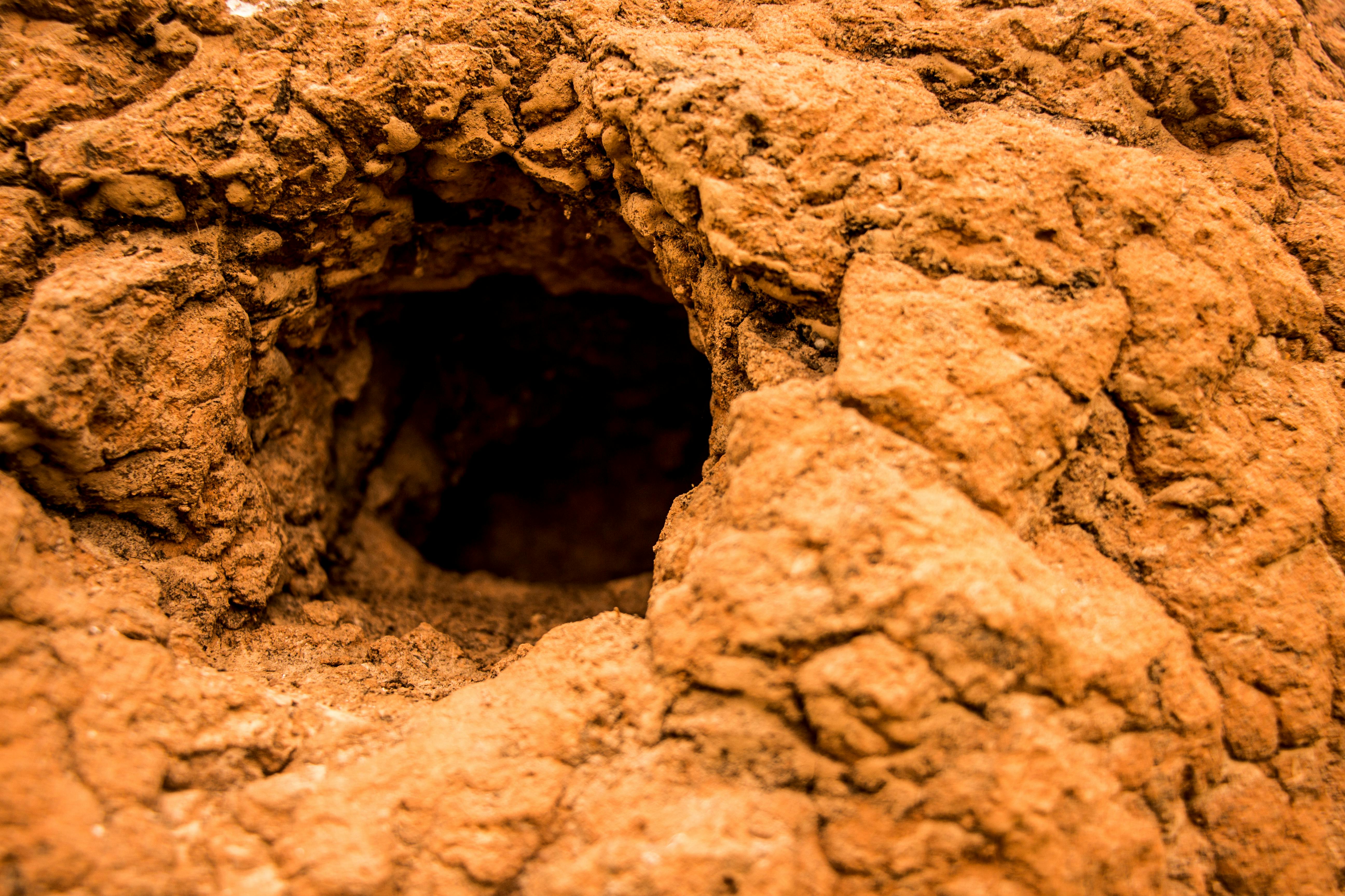 Free stock photo of animal house, bird house, cave