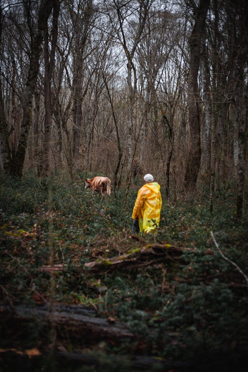 Person Walking with Animal in Forest