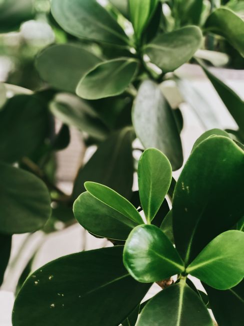 Close-up of vibrant green tropical leaves in a botanical garden, showcasing natural beauty.