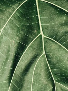 Green Leaf Closeup Photography with the Quote "Don't let anyone define you. You define yourself." written on it and have average color value #5F7A51