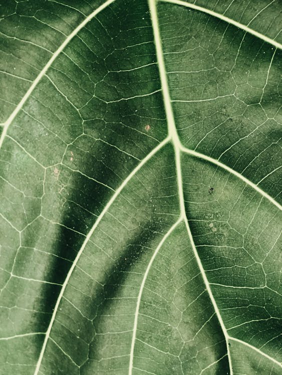 Green Leaf Closeup Photography