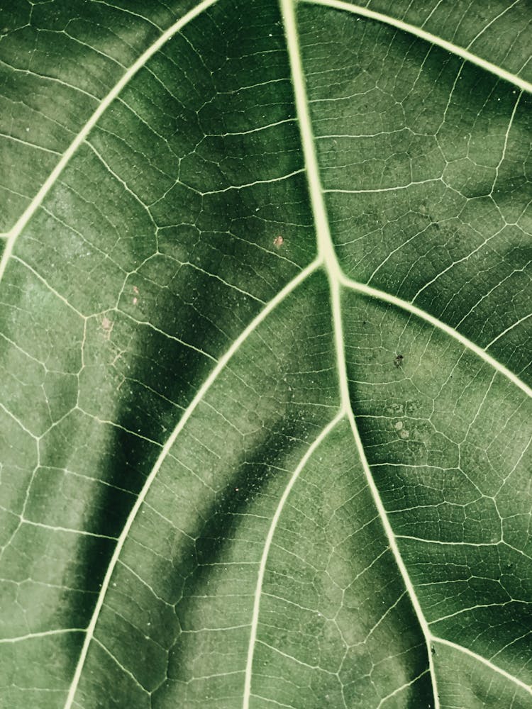 Green Leaf Closeup Photography