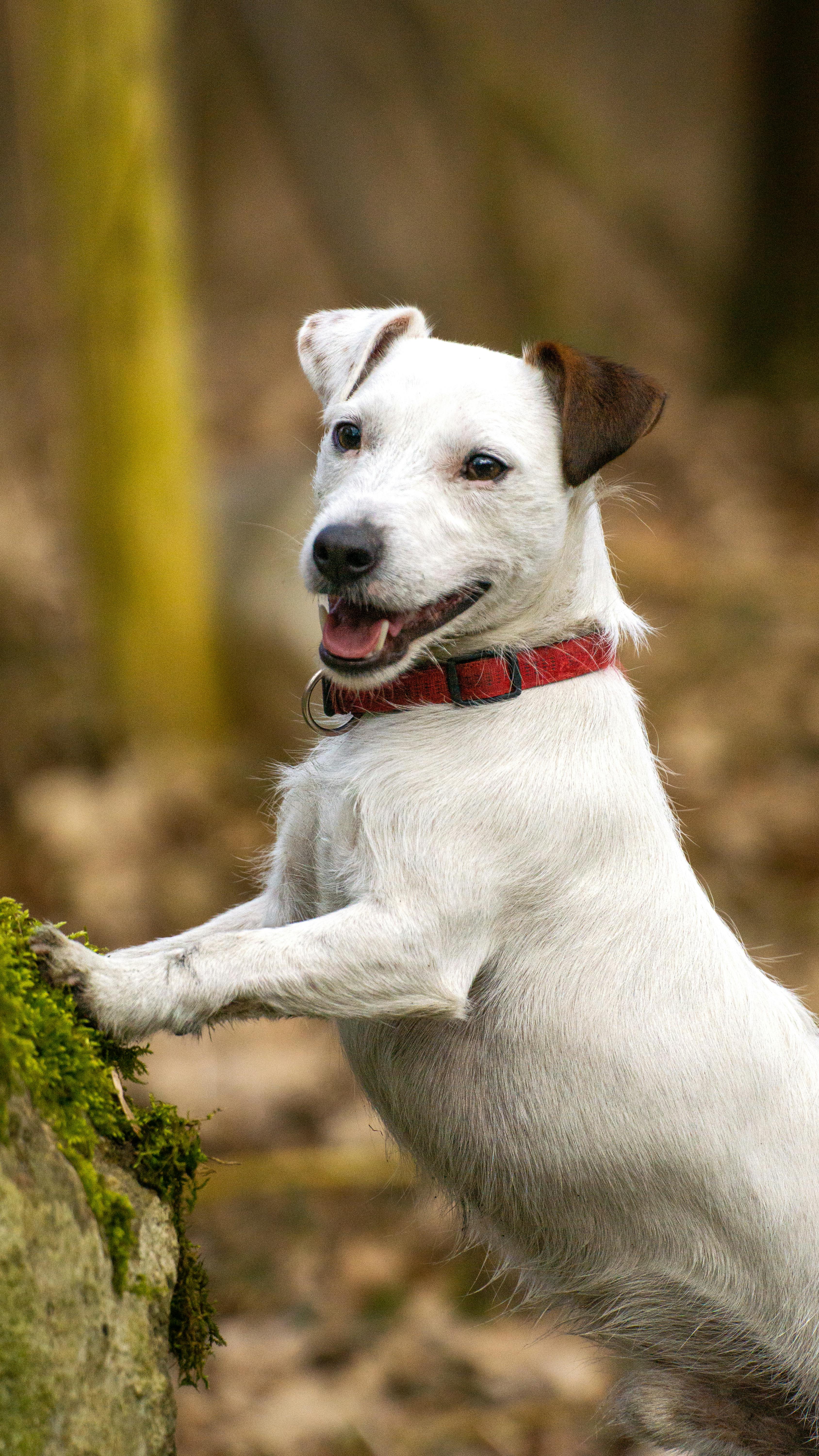 Close up of White Dog · Free Stock Photo