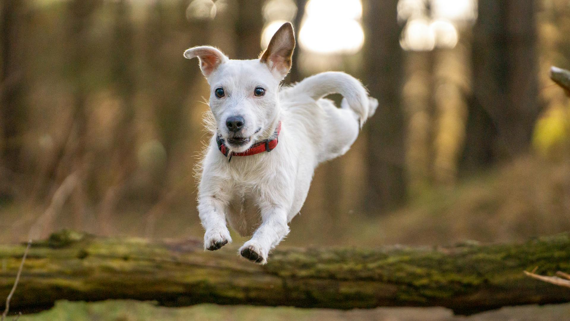 Jumping White Dog