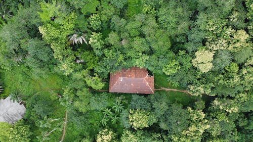 Foto d'estoc gratuïta de arbres, bosc, casa