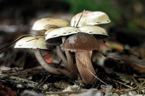 伞菌, 地面, 天性 的 免费素材图片