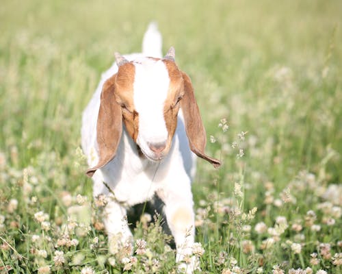bebek keçi, Evcil Hayvan, hayvanlar içeren Ücretsiz stok fotoğraf