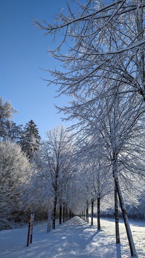 Woodland in Winter