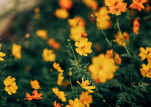 Free Close-up of vibrant yellow wildflowers in a lush field, capturing the essence of spring nature. Stock Photo