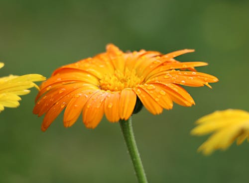 Free Orange Sunflower Stock Photo