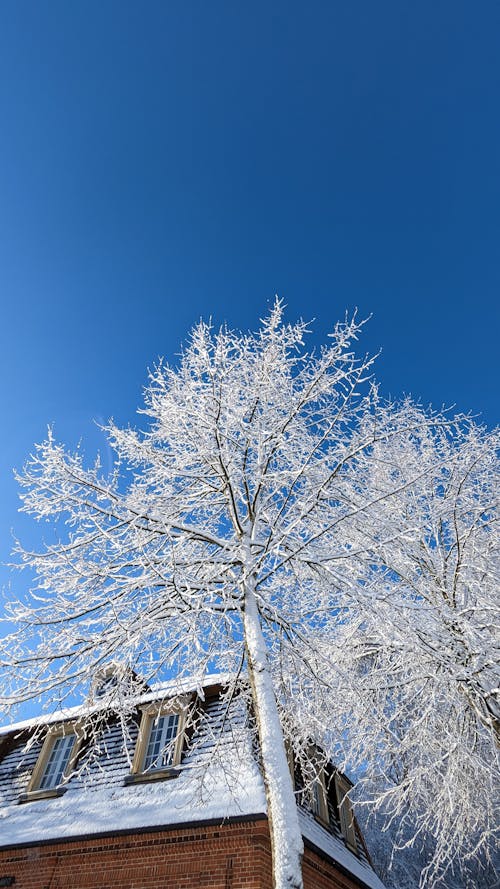 Frost on Tree in Winter