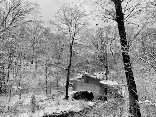 Fotos de stock gratuitas de árboles desnudos, blanco y negro, invierno
