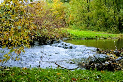 Free stock photo of dark green, fall colors, fall leaves