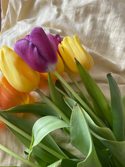 Foto profissional grátis de cheio de cor, fechar-se, flores
