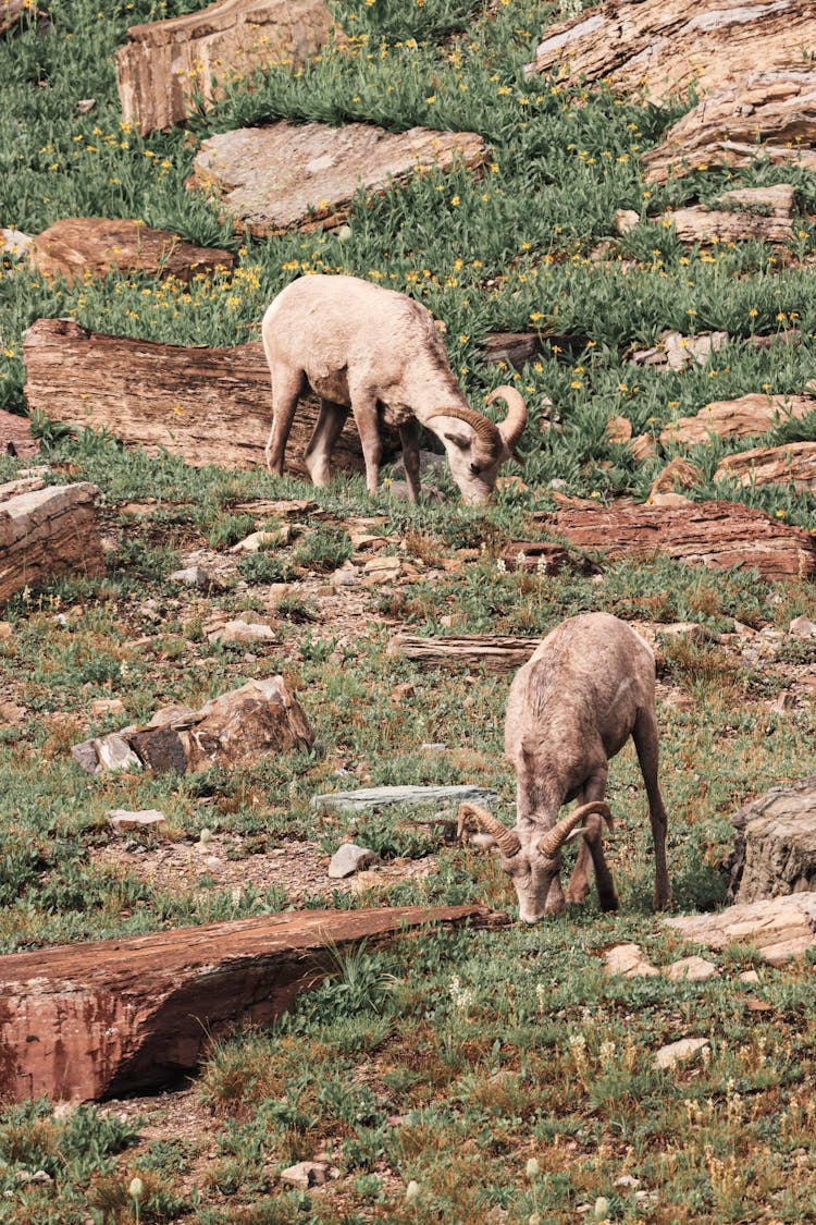 Mountain Goats In Nature