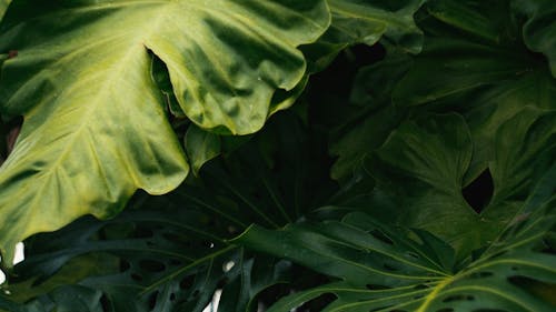 Free Green Swiss Cheese Plant Stock Photo