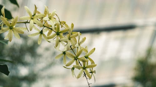Kostenlos Makrofotografie Der Weißen Blütenblattblume Stock-Foto