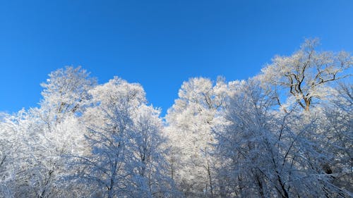 Trees Covered with Frost 