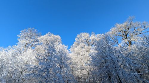 Free A stunning view of a snow-covered forest with clear blue sky in Sögel, Germany. Stock Photo