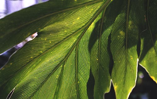 Groene Doorbladerde Plant