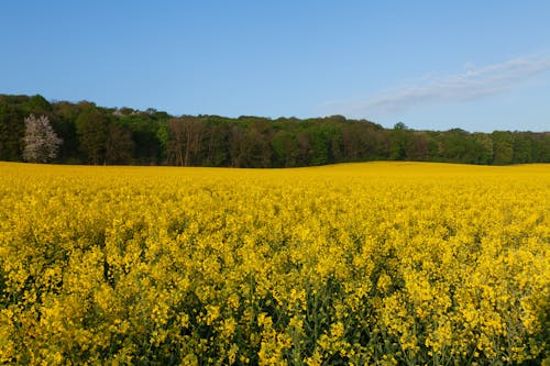 Foto profissional grátis de amarelo, área, colheita