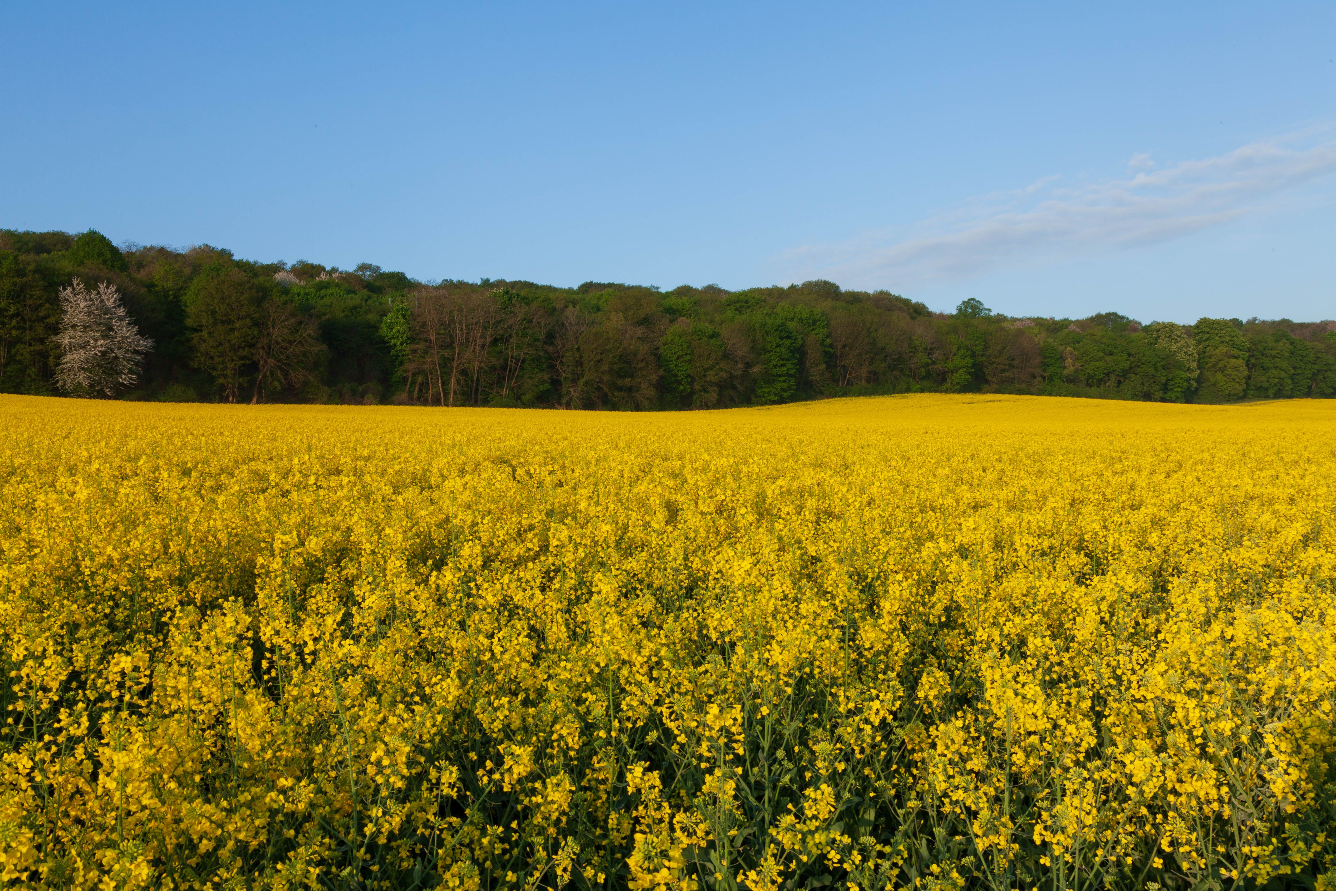 A field of yellow flowers in the middle of a forest · Free Stock Photo