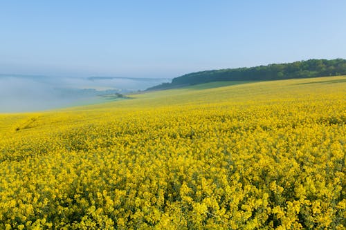 Landscape of a Yellow Canola Crop in Mountains 