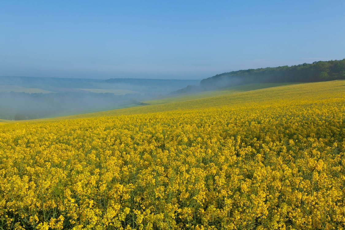 Základová fotografie zdarma na téma canola, čisté nebe, farma