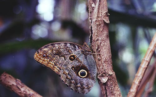 Mariposa Búho Marrón