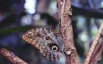 一只猫头鹰蝴蝶停歇在树枝上，翅膀图案复杂，细节清晰可见