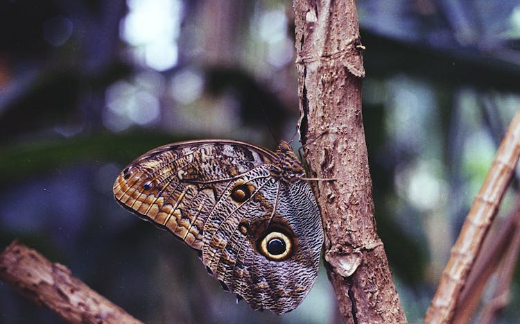 Brown Owl Butterfly