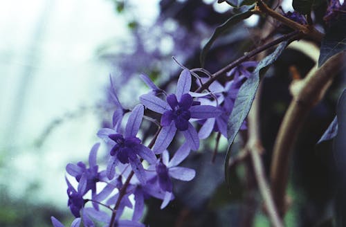 Photo En Gros Plan De Fleurs Violettes