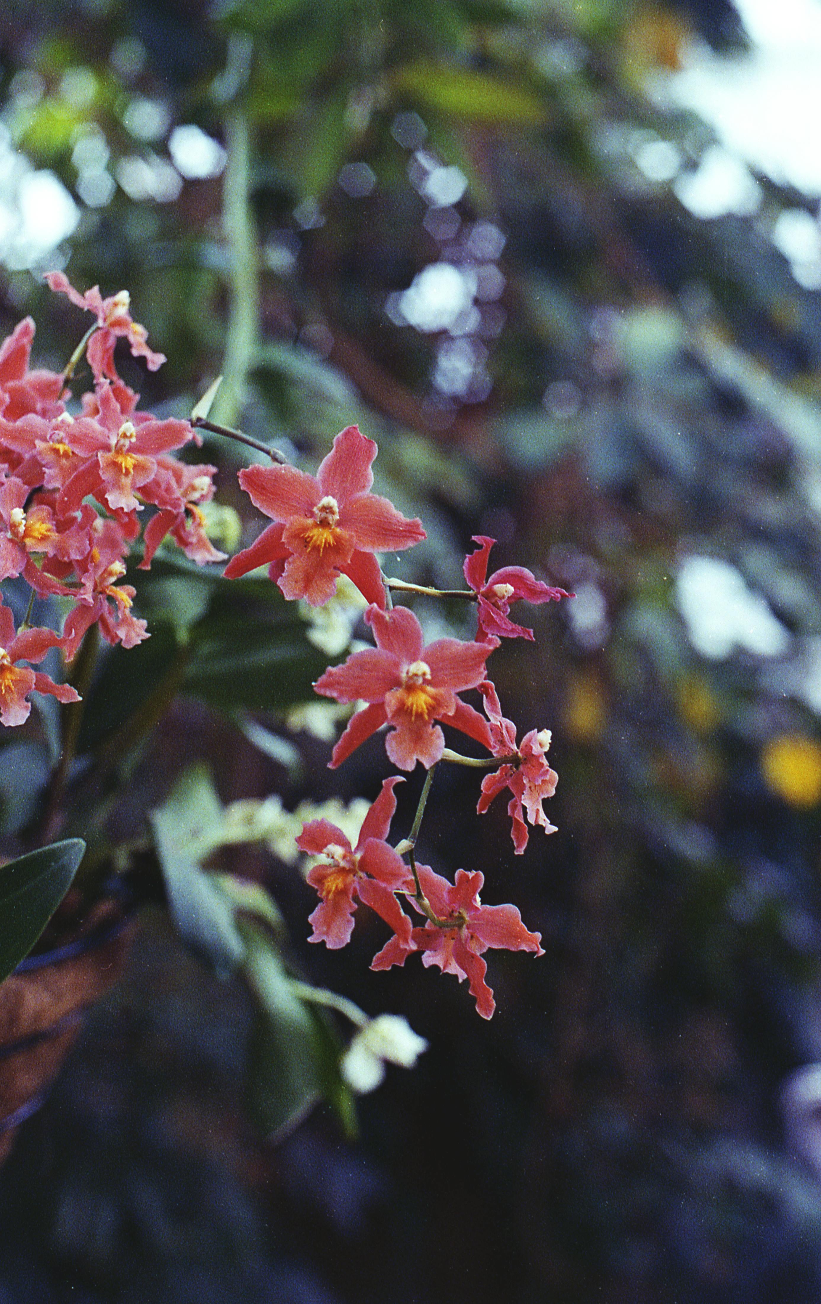 粉红色兰花盛开的特写，展示了精致的花瓣和鲜艳的色彩