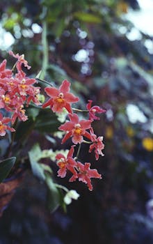粉红色兰花盛开的特写，展示了精致的花瓣和鲜艳的色彩