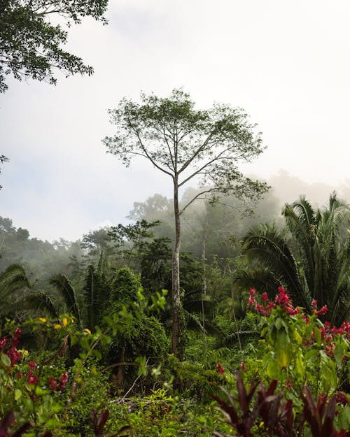 Trees in a Jungle in Fog