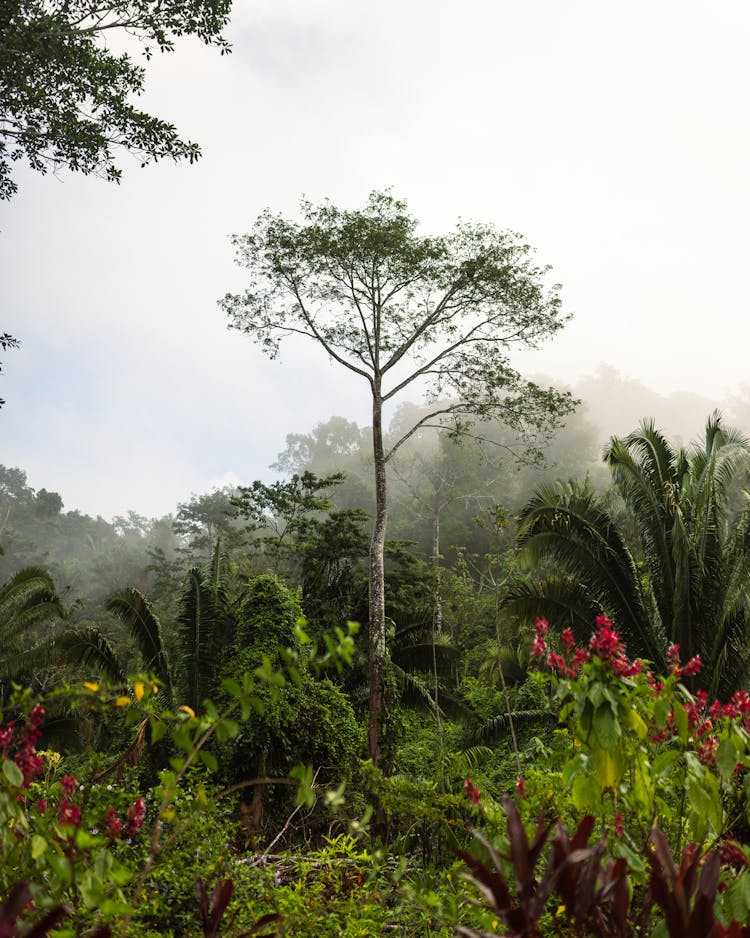 Silence In The Jungle Of Belize