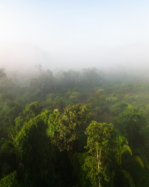 A Foggy Fortress of Trees