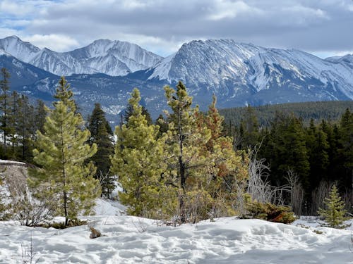 Forest and Mountains in Winter